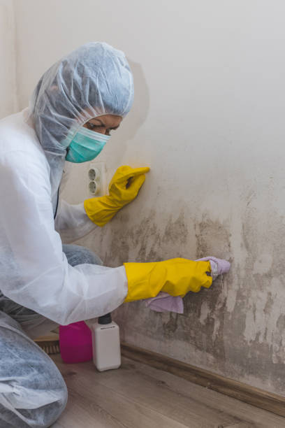 Best Crawl Space Mold Remediation  in Chadron, NE