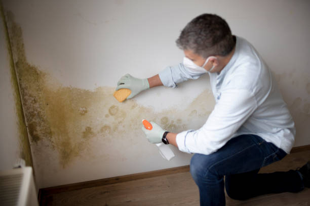 Biohazard Mold Removal in Chadron, NE