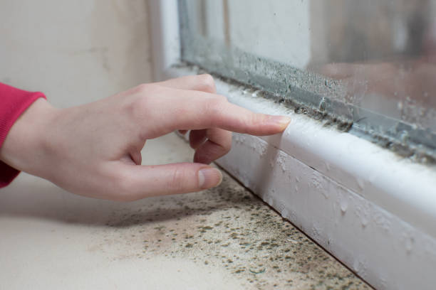 Best Water Damage & Mold Remediation  in Chadron, NE