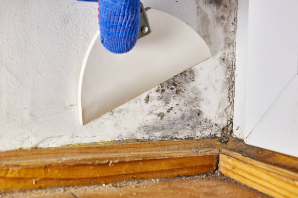 Best Crawl Space Mold Remediation  in Chadron, NE