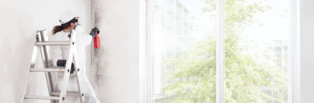 Reliable Chadron, NE Mold Removal Solutions