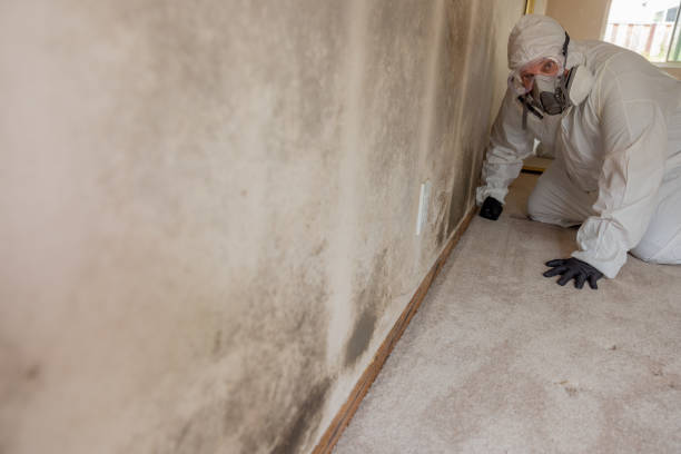 Best Black Mold Removal  in Chadron, NE